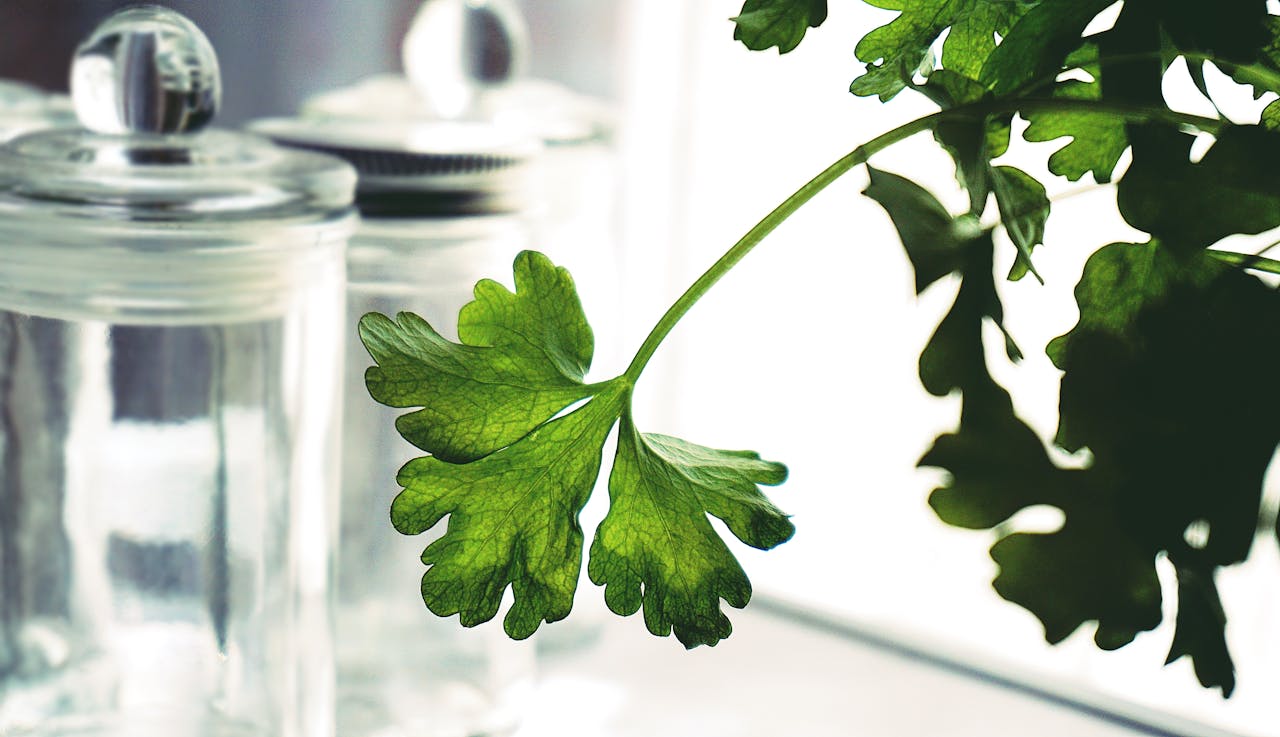 Health Benefits of Parsley: More Than Just a Garnish