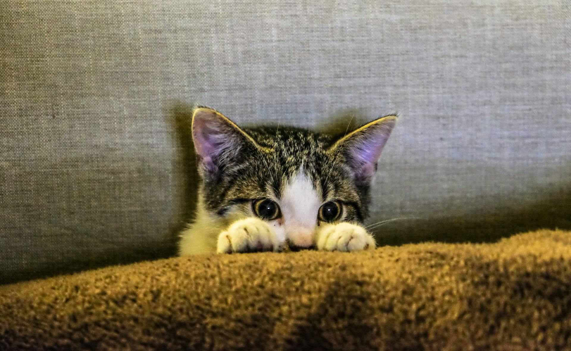 Popular Cat Names: 100 Top Cat Names 2024