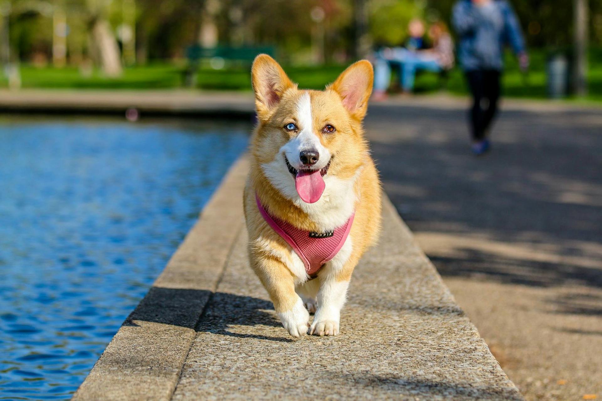 Popular Dog Names: 100 Top Dog Names 2024
