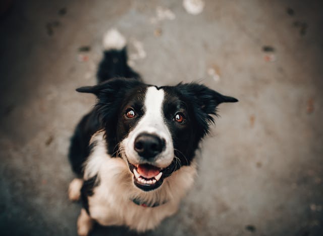 Popular Female Dog Names