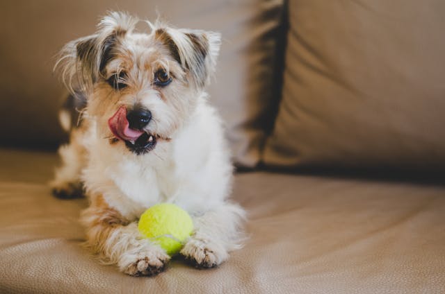 Popular Male Dog Names