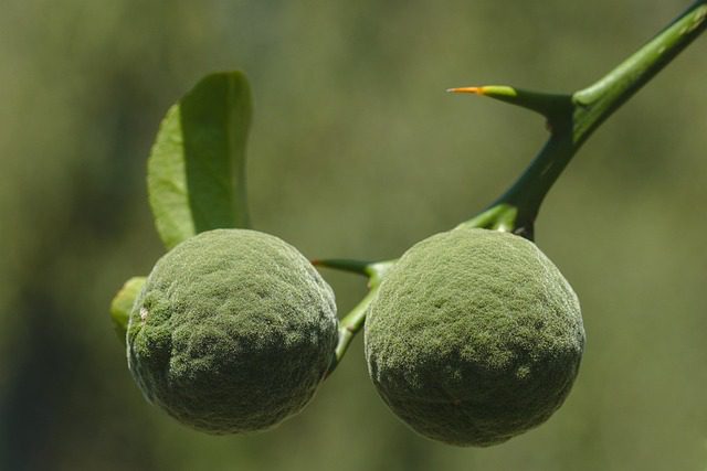 Tips for Using Yuzu at Home