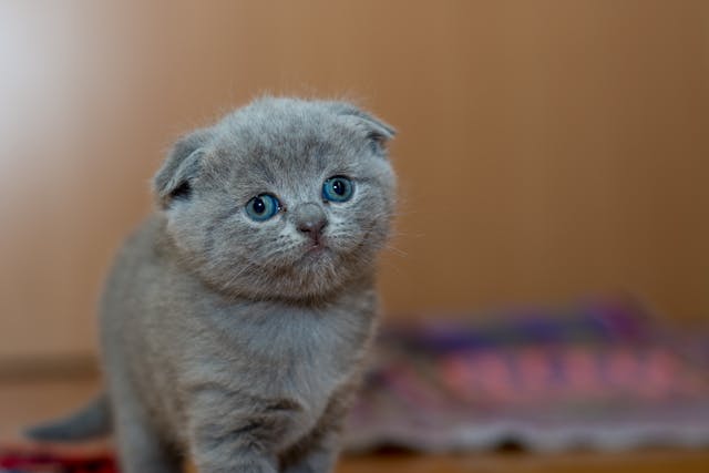 Top 20 Global Cat Favorites (2026 Trends)