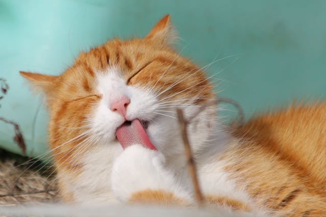 Why These Cat Names Are Trending in 2026